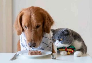 CARNE DE VITA CU OREZ