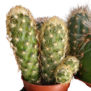 Cactus mediano 
