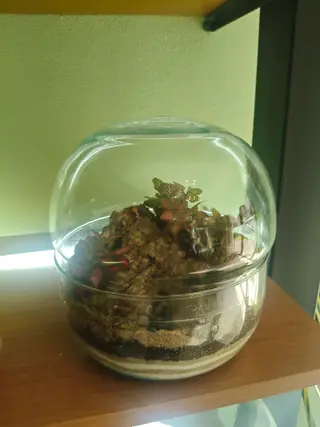 Terrarium Sfera 