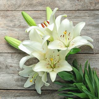 Regala 3 baras de azucenas blancas CERRADAS