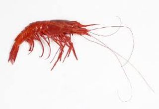 Carabinero Fresco 8/10 Pzas /Kg. 8/10 Pzas /Kg.