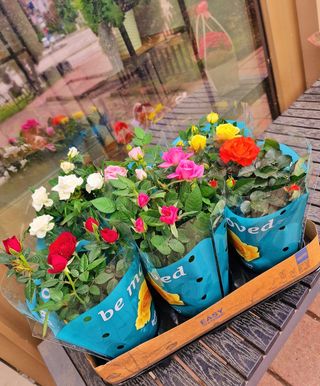 Mini trandafiri albi ghivechi 