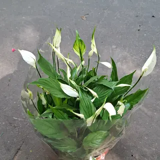 Spatihiphyllum