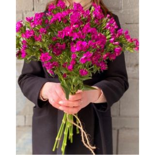 ბარბატუსი