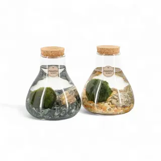 Alga marimo media