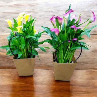 Pianta di calle in borsette colori assortiti 