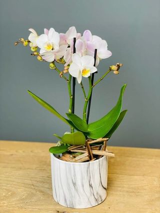 Mini Orquidea Con Macetero