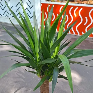 Yucca