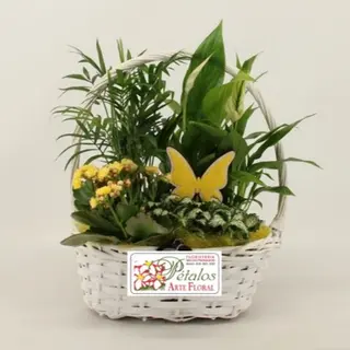 Cesta de plantas