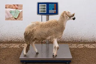 01281829 - 71 Kg