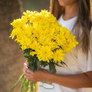 Ramo 10 margaritas amarillas 