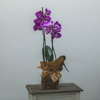 Orquídea phalaenopsis lila
