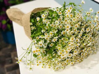 გვირილა 