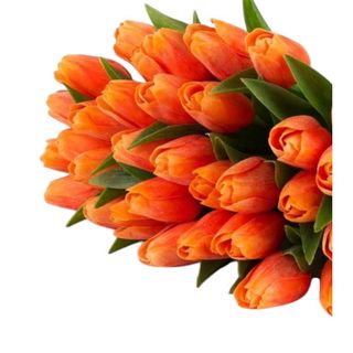 Tulipani arancio - 10 pezzi