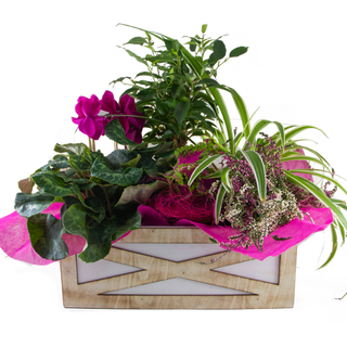 Centro De Plantas De Exterior Para Regalar