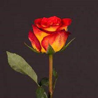 Trandafir portocaliu