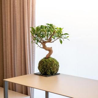 Ficus Retusa Kokedama