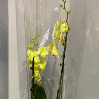 Фаленопсіс 