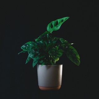 Monstera Adansonii + Maceta
