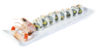 1 Yuki scampi special