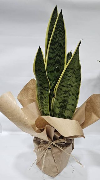 Espada de São Jorge