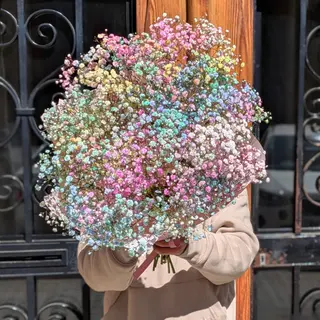 Somewhere Over The Rainbow - Paniculata Multicolor Para Soñar Despierto