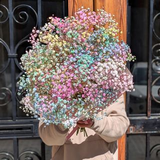 Somewhere Over The Rainbow - Paniculata Multicolor Para Soñar Despierto
