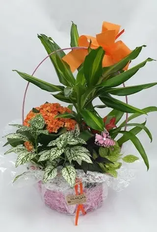 Cesta De Plantas