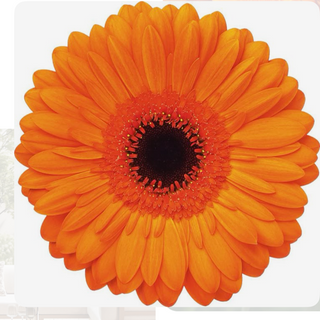 Gerbera laranja 