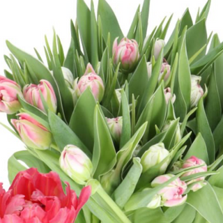 Bukiet tulipanów Flash Point 11