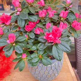 Azalee în vas ceramic