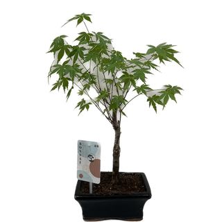 Bonsai Acer