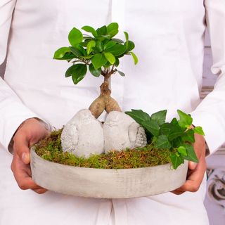 Aranjament in vas ceramic "Legatura Vesnica"