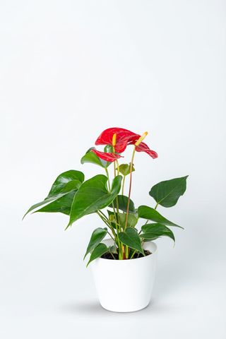 Anthurium