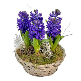 Cos cu 5 bulbi zambile mov