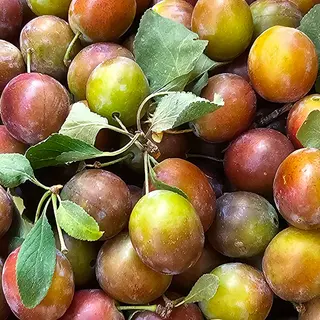 Susine 500 gr 