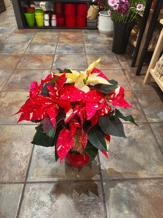 Poinsetia + Cerámica