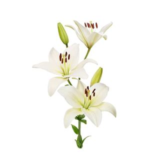 Giglio bianco singolo