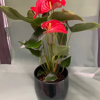 Anturium con vaso Ceramica lusso 