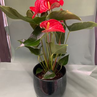 Anturium con vaso Ceramica lusso 