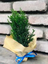 ჯუჯა ნაძვის ხე 