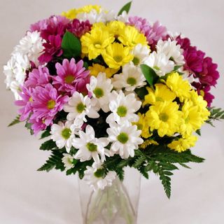 Ramo de Margaritas de Colores Variados