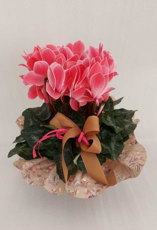 Ciclamino rosa