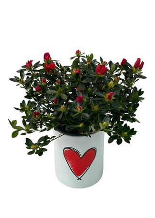 Azalee în vas ceramic