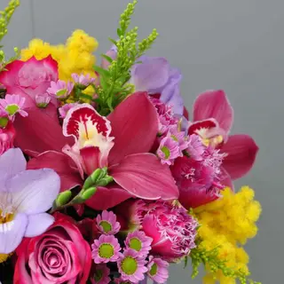 Cutie Deep Purple