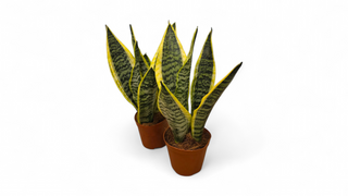 Sanseveria - svekrvin jezik