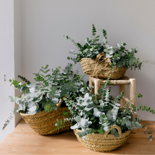 Cesto Eucalipto Pequeño
