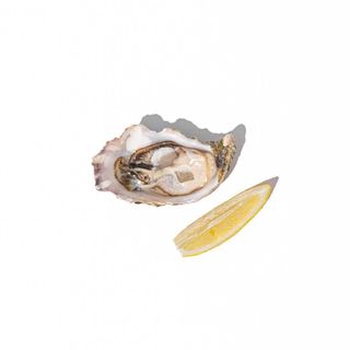 Устриця Чорна перлина №2