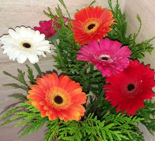 Ramo 6Gerberas