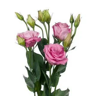 Eustoma  różowa